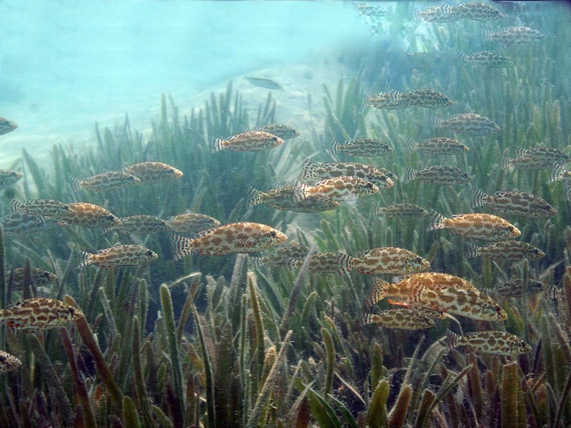 Nimbochromis polystigma 'Chilumba'